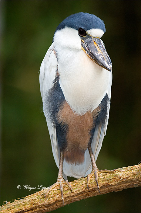 Boat-billed Heron 101 by Dr. Wayne Lynch &copy;